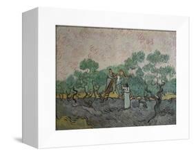 The Olive Pickers, Saint-Remy, c.1889-Vincent van Gogh-Framed Stretched Canvas