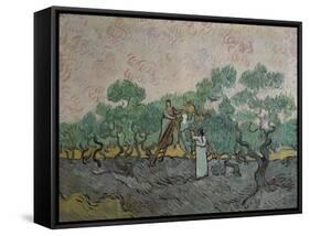 The Olive Pickers, Saint-Remy, c.1889-Vincent van Gogh-Framed Stretched Canvas