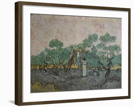 The Olive Pickers, Saint-Remy, c.1889-Vincent van Gogh-Framed Giclee Print