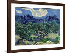 The Olive Trees, 1889 (Oil on Canvas)-Vincent van Gogh-Framed Giclee Print