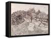 The Olive Trees-Vincent van Gogh-Framed Stretched Canvas