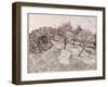 The Olive Trees-Vincent van Gogh-Framed Giclee Print