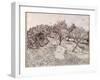 The Olive Trees-Vincent van Gogh-Framed Giclee Print