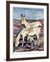 The Onager, from 'The New Natural History', by John Arthur Thompson (1861-1-Warwick Reynolds-Framed Giclee Print