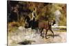The One Horse Carraige-Henri de Toulouse-Lautrec-Stretched Canvas