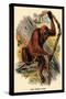 The Orang-Utan-G.r. Waterhouse-Stretched Canvas