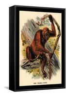 The Orang-Utan-G.r. Waterhouse-Framed Stretched Canvas