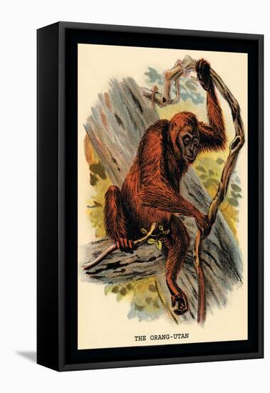 The Orang-Utan-G.r. Waterhouse-Framed Stretched Canvas