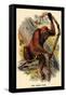 The Orang-Utan-G.r. Waterhouse-Framed Stretched Canvas