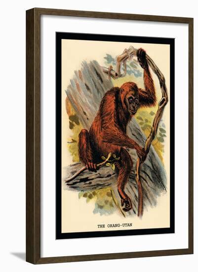 The Orang-Utan-G.r. Waterhouse-Framed Art Print