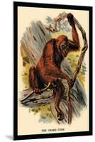 The Orang-Utan-G.r. Waterhouse-Mounted Art Print