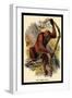 The Orang-Utan-G.r. Waterhouse-Framed Art Print