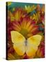 The Orange Barred Sulphur Butterfly-Darrell Gulin-Stretched Canvas