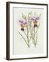 The Orchid Album Plate 475-null-Framed Giclee Print