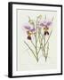 The Orchid Album Plate 475-null-Framed Giclee Print