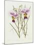 The Orchid Album Plate 475-null-Mounted Giclee Print