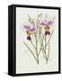 The Orchid Album Plate 475-null-Framed Stretched Canvas