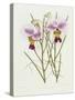 The Orchid Album Plate 475-null-Stretched Canvas
