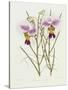 The Orchid Album Plate 475-null-Stretched Canvas