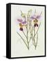 The Orchid Album Plate 475-null-Framed Stretched Canvas