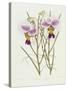 The Orchid Album Plate 475-null-Stretched Canvas