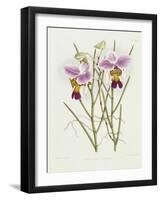 The Orchid Album Plate 475-null-Framed Giclee Print