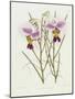 The Orchid Album Plate 475-null-Mounted Giclee Print