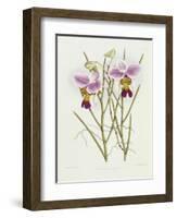 The Orchid Album Plate 475-null-Framed Giclee Print