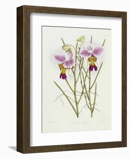 The Orchid Album Plate 475-null-Framed Giclee Print