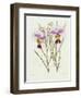 The Orchid Album Plate 475-null-Framed Giclee Print