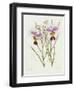 The Orchid Album Plate 475-null-Framed Giclee Print