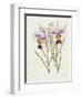 The Orchid Album Plate 475-null-Framed Giclee Print