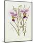 The Orchid Album Plate 475-null-Mounted Giclee Print