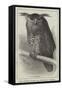 The Oriental Eagle Owl, Zoological Gardens-null-Framed Stretched Canvas