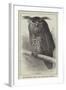 The Oriental Eagle Owl, Zoological Gardens-null-Framed Giclee Print