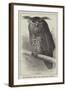 The Oriental Eagle Owl, Zoological Gardens-null-Framed Giclee Print