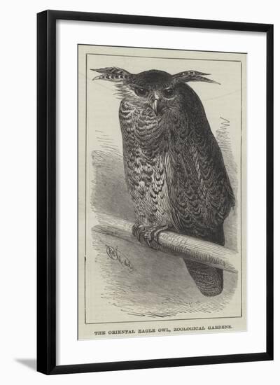 The Oriental Eagle Owl, Zoological Gardens-null-Framed Giclee Print