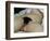 The Origin of the World, 1866-Gustave Courbet-Framed Giclee Print