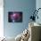 The Orion Nebula-Stocktrek Images-Photographic Print displayed on a wall