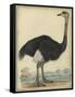 The Ostrich-null-Framed Stretched Canvas
