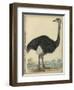 The Ostrich-null-Framed Art Print