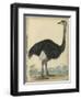 The Ostrich-null-Framed Art Print