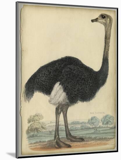 The Ostrich-null-Mounted Art Print