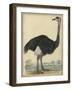 The Ostrich-null-Framed Art Print