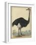 The Ostrich-null-Framed Art Print