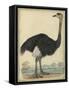 The Ostrich-null-Framed Stretched Canvas