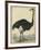 The Ostrich-null-Framed Art Print