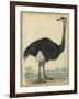 The Ostrich-null-Framed Art Print
