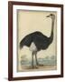 The Ostrich-null-Framed Art Print