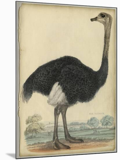 The Ostrich-null-Mounted Art Print